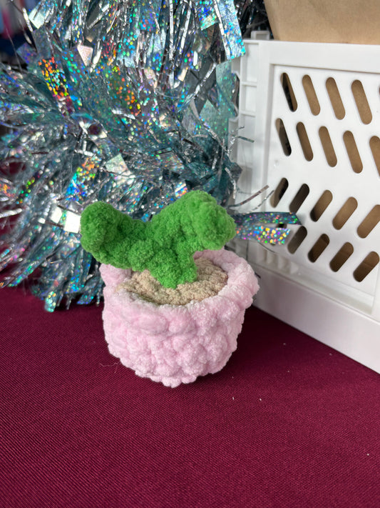 mini pot with sapling